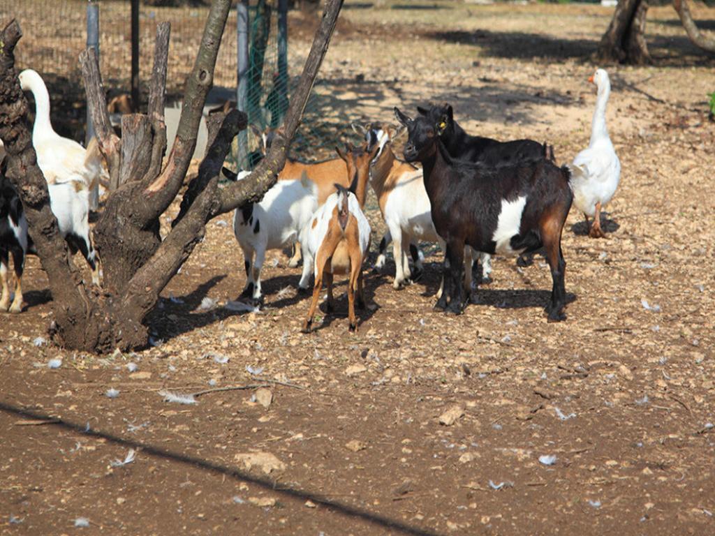 Tenuta Lama Gorga Trani Luaran gambar